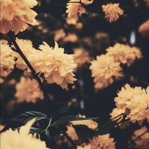 Meet your Posher, Sophie